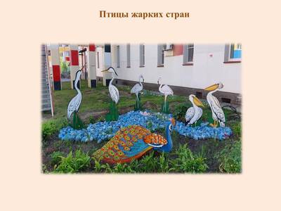 Птицы жарких стран